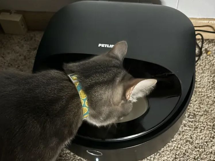 Front view of the Petlibro Polar Wet Food Feeder, a black rounded device with a container for cat food, as a small grey cat eats from the bowl